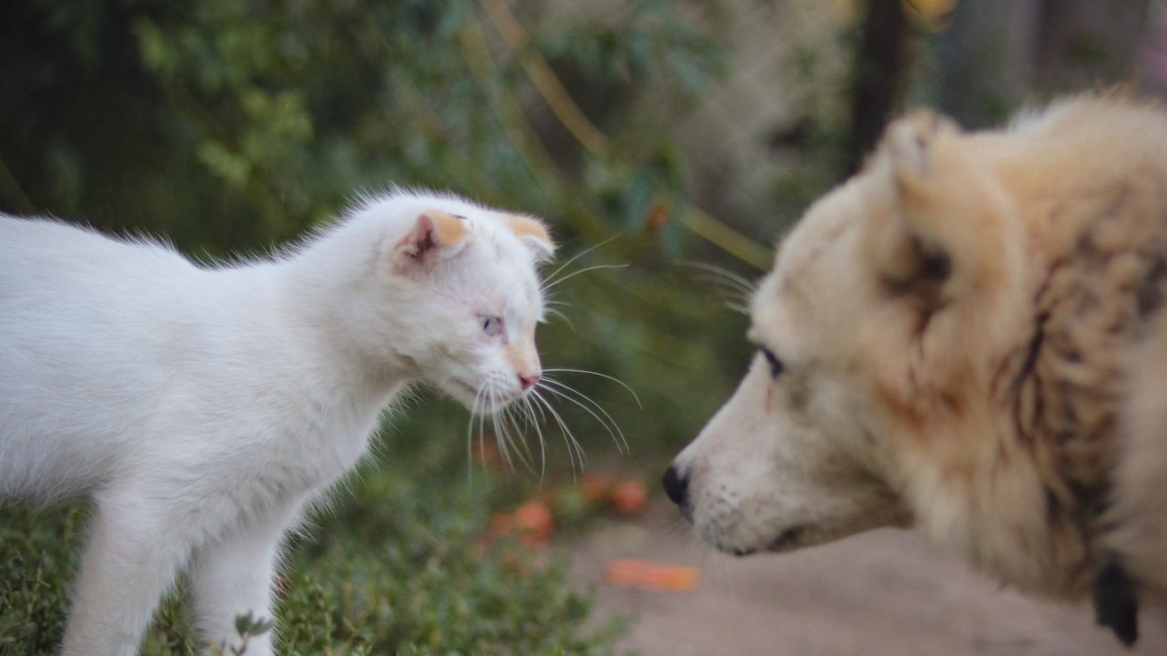 котёнок и собака встречаются взглядами